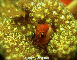 Blenidodei in the coral. Nikon D70, 105 macro by Julio Sanjuan 